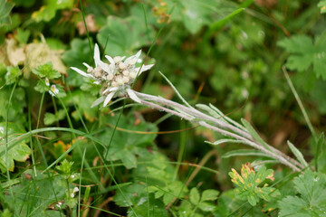 Edelweiss is rarely found in the forest, usually in the mountains.