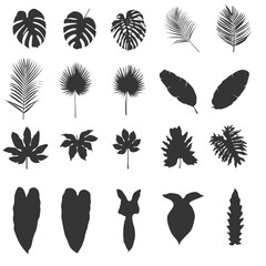Obraz premium set tropical leaf silhouette illustration