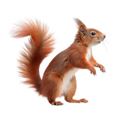 Red squirrel full body  Isolated Trasnparent Background, Png Isolated, Trasnparent Background