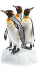 Fototapeta premium Three penguins standing on a snowy surface, showcasing their distinctive features.