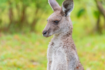 Eastern Grey Kangaroo