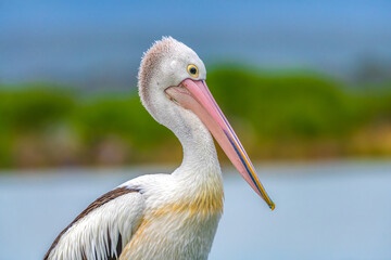 Australian Pelican perching on a boat mooring at Mallacoota Inlet