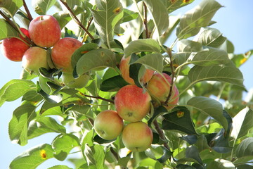 apples on tree