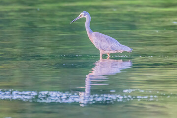 White-faced Heron and reflection in the lake at Sunset