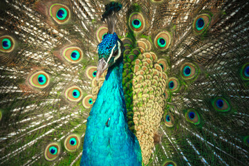 peacock with feathers