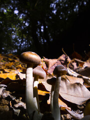 Mushroom family, oak  forest. Morning. Spot light.