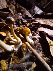 Little mushroom group waving the morning sun.