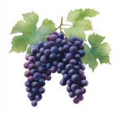 Fototapeta premium Grapes on vine, still life, studio, close-up