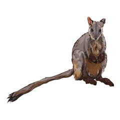 Realistic detail Brush-tailed rock wallaby vector illustration