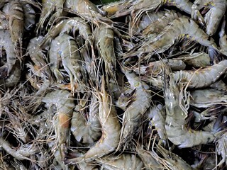 fresh shrimp in the market