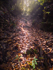 Oak leaves at the end of winter. Warm morning in the forest.
