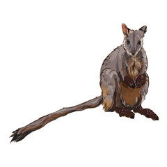 doodle  detail Brush-tailed rock wallaby  illustration