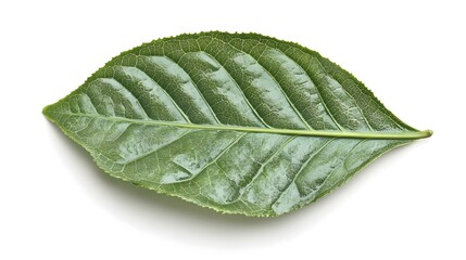 Obraz premium green tea leaf isolated on white background