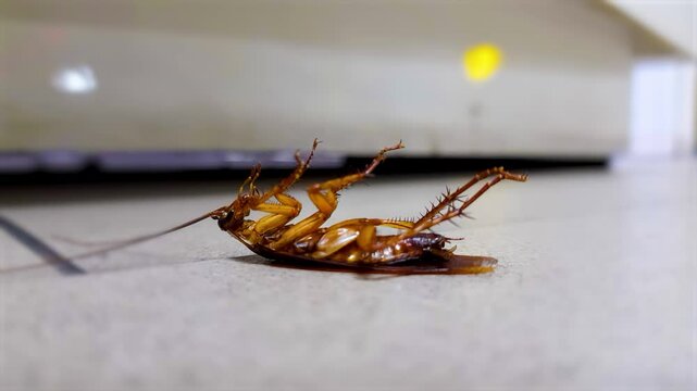 Close up of dead cockroach lying on a tiled floor near a wall. The image captures the concept of pest control and hygiene.