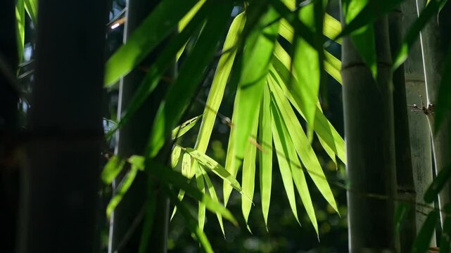 Bamboo Leaves 03