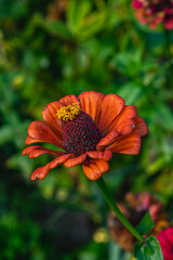 Vibrant orange flower stands out in a lush garden setting during daylight