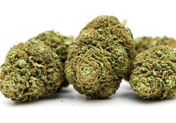 Obraz premium close up view of marijuana buds on white background, panoramic shot,Hands placing trimmed weed buds in a glass jar.