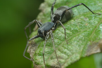 A spider is an arachnid belonging to the order Araneae. Spiders have eight legs and fangs that inject venom to subdue their prey. They are known for their ability to spin silk, which they use to build