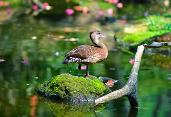 A grouse is a medium to large-sized bird from the family Phasianidae (previously classified under Tetraonidae). Grouse are ground-dwelling birds found in forests, grasslands, and tundra regions