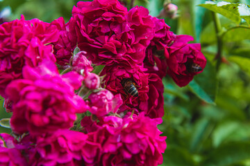 Bees pollinate vibrant pink roses in a sunny garden during springtime