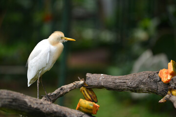 The stork is a large bird from the Ardeidae family, belonging to the order Pelecaniformes. It is known for its slender body, long neck, sharp beak, and long legs, which help it hunt in shallow waters 