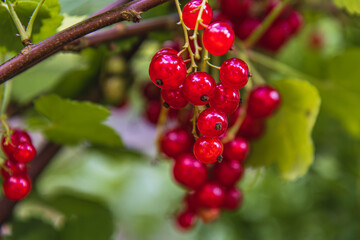Sweet and vibrant red currants thriving in a sunny garden setting