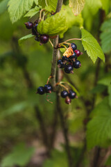 Lush black currants ripening under the summer sun in a vibrant garden