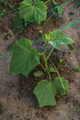 New cucumber plant thriving in a garden bed under sunlight