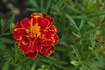 Bright marigold flower blooming in lush green garden setting