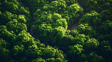 Obraz premium Aerial view of lush green forest, winding path, sunlight dappled canopy, nature background, environmental use