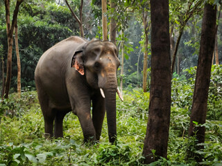 Fototapeta premium wild elephant in the jungle