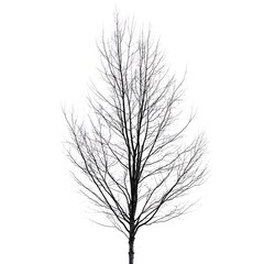 Obraz premium black and white leaves of linden tree isolated on white background