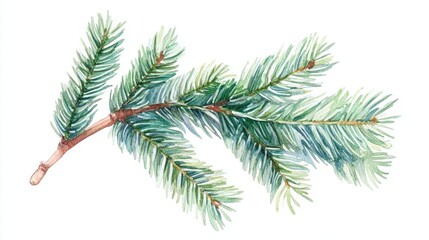 Fresh Green Pine Branch Illustration on White Background