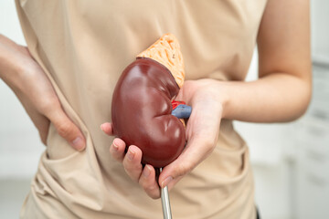 Chronic kidney disease, Asian woman with model for treatment urinary system, urology, Estimated...