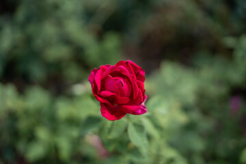 Rose, red, pink, red flower