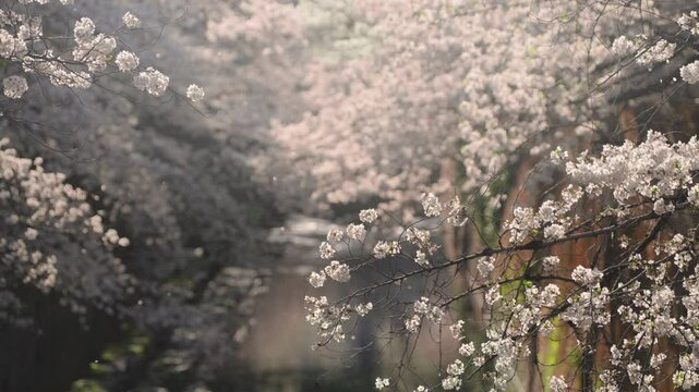 満開の桜並木