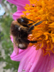 Bumble Bee having a sip of nectar