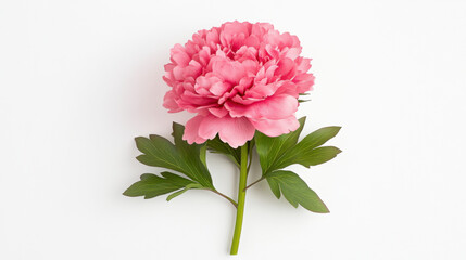 Fototapeta premium Pink Peony Flower on White Background Soft Lighting