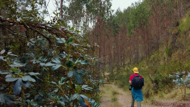 Reveal shot of a hiker trekking through a forested trail in the Peruvian highlands. Trek near Cusco from Puka Pukara to Inkilltambo and Rumiwasi ruins