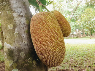Ripe fruits of Artocarpus heterophyllus, known as Jackfruit on the tree branch