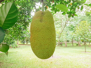 Ripe fruits of Artocarpus heterophyllus, known as Jackfruit on the tree branch