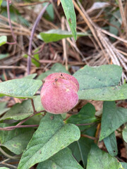 close up of Aniseia martinicensis flower in the garden