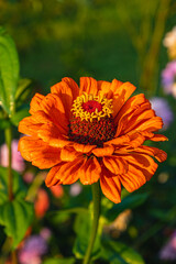 Delicious salmon and trout cooking on a barbecue grill in a sunny backyard