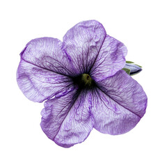 Beautiful closeup of a petunia flower showcasing delicate purple hues and intricate textures, Isolated image beautiful close up petunia flower on Transparent background
