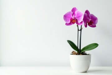 Fototapeta premium Gorgeous pink orchid in stylish pot, pure white backdrop, color, decoration