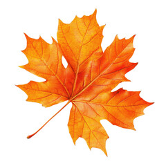 Obraz premium Vibrant orange maple leaves showcase the beauty of autumn against a Transparent background, Orange maple leaves autumn season isolated on PNG background