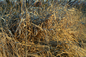 close up of straw