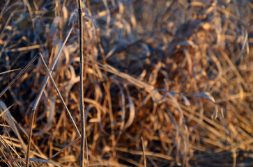 close up of dry grass in winter

