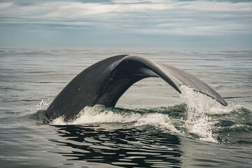 Fototapeta premium Whale Tail Fin Emerging from Sea