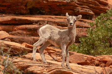 A Desert Bighorn lamb stands on a ledge of red sandstone with a green manzanita bush in the background on a sunny spring day on the east side of Zion National Park Utah USA.